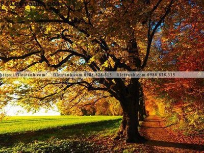 Tải file phong canh cay rung ngang 103 (gốc) chủ đề tâm linh