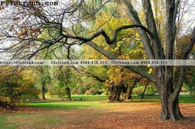 File in lụa phong canh cay rung ngang 104 (phong cảnh) phong canh cay rung ngang 104