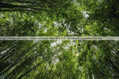 Ảnh gốc phong canh cay rung ngang 107 (độ nét cao) in mica