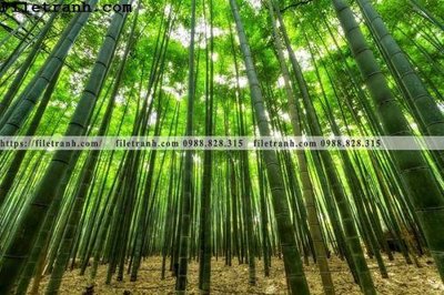 File tranh quảng cáo phong canh cay rung ngang 108 (file gốc) chuyên nghiệp