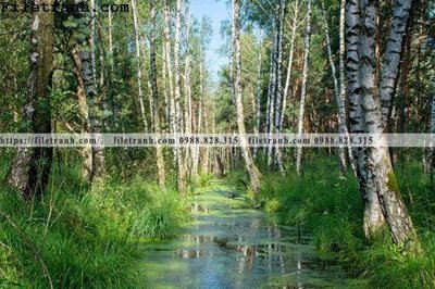 File PSD phong canh cay rung ngang 113 (gốc) nhiều lớp (multi-layer)