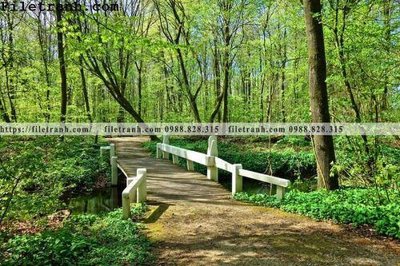 Download file phong canh cay rung ngang 115 (chuẩn in) phong canh cay rung ngang 115