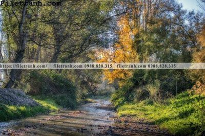 Download file gốc phong canh cay rung ngang 117 (độ nét cao)