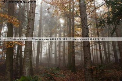 Tải file gốc phong canh cay rung ngang 120 dùng cho in ấn