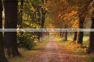 Tải file phong canh cay rung ngang 122 (ảnh gốc) file TIFF