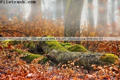 Tải file gốc phong canh cay rung ngang 123 (bản PSD) đầy đủ layer