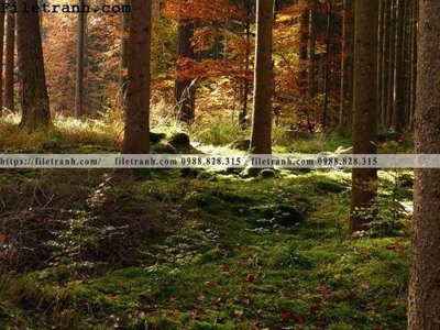 File gốc phong canh cay rung ngang 127 (bản quyền) cho in ấn