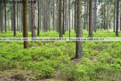 File gốc in mica phong canh cay rung ngang 128 chất lượng