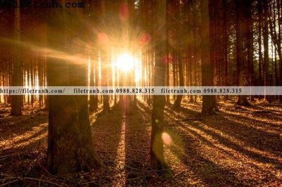 Tải file gốc phong canh cay rung ngang 129 (bản PSD) chỉnh sửa được