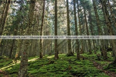 Tải file phong canh cay rung ngang 131 (gốc) làm tranh trang trí