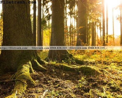 Mua file gốc phong canh cay rung ngang 137 (PSD) tại Filetranh.com
