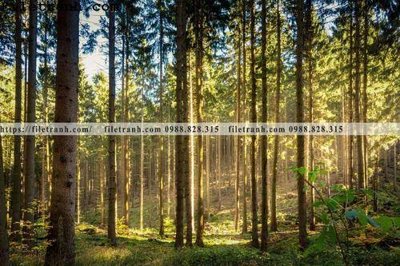 File gốc phong canh cay rung ngang 140 (PSD/TIFF) độ phân giải cao