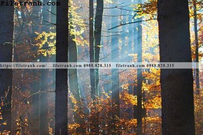 File tranh in mica phong canh cay rung ngang 147 (độ phân giải cao)