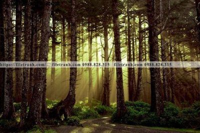 Tải về hình ảnh gốc phong canh cay rung ngang 149 sắc nét