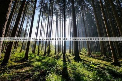 Tải về file gốc phong canh cay rung ngang 150 (chuẩn in ấn)