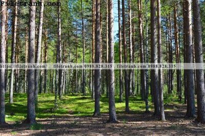 File tranh phong canh cay rung ngang 157 (gốc) chủ đề con người