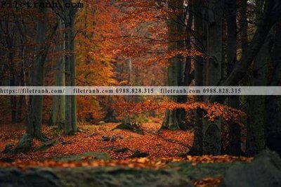 Tải file phong canh cay rung ngang 158 (gốc) chủ đề hoa sen