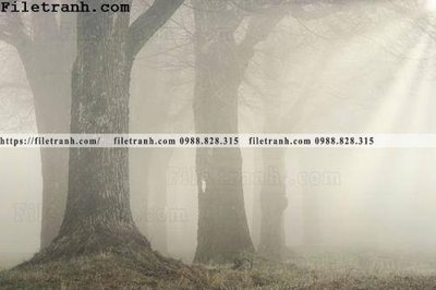 Download file gốc phong canh cay rung ngang 161 (in lụa) cao cấp