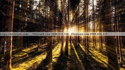 Tải về file gốc phong canh cay rung ngang 166 (dùng cho in quảng cáo)