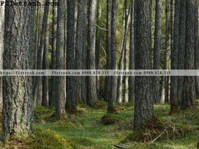 Tải file gốc phong canh cay rung ngang 168 (in tráng gương) siêu đẹpFile tranh gốc phong canh cay rung ngang 168 chất lượng cao