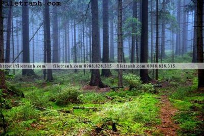 File tranh gốc phong canh cay rung ngang 170 (bản quyền) độc đáo