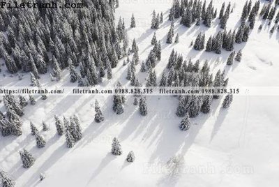 Download file ảnh gốc phong canh cay rung ngang 171 để in ấn