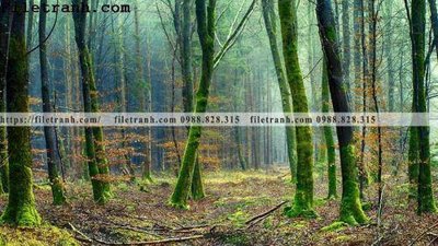 Tải file gốc phong canh cay rung ngang 173 (in tráng gương) cao cấpFile gốc phong canh cay rung ngang 173 (in ấn) phiên bản độc quyền