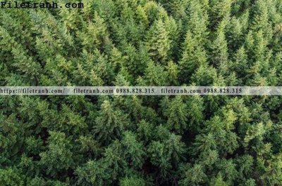 File ảnh phong canh cay rung ngang 186 (gốc) in standee