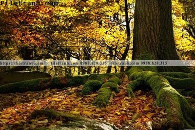 File tranh phong canh cay rung ngang 189 (ảnh gốc) sắc nét hoàn hảo