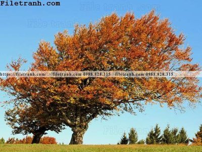 File in mica phong canh cay rung ngang 193 (bản gốc) làm vách ngăn