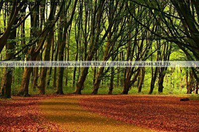 Tải file phong canh cay rung ngang 199 (ảnh gốc) độ phân giải 300dpi