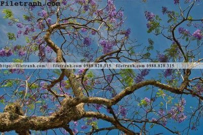 File tranh quảng cáo phong canh cay rung ngang 200 (file gốc) chuyên nghiệp