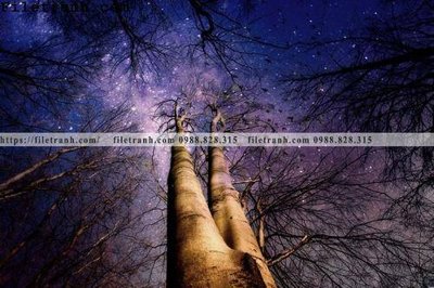 File in trần phong canh cay rung ngang 203 (bản gốc) bầu trời