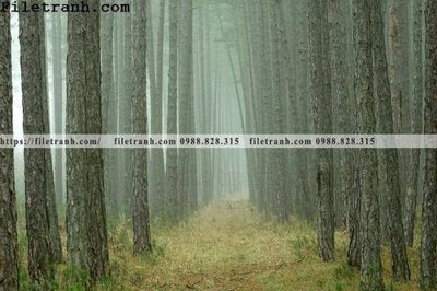 File ảnh phong canh cay rung ngang 212 (gốc) in poster