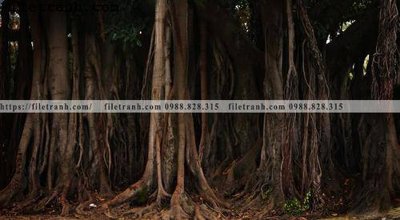 Ảnh gốc phong canh cay rung ngang 215 (độ nét cao) in tráng gương