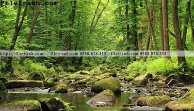 File tranh phong canh cay rung ngang 217 (gốc) in backlit film