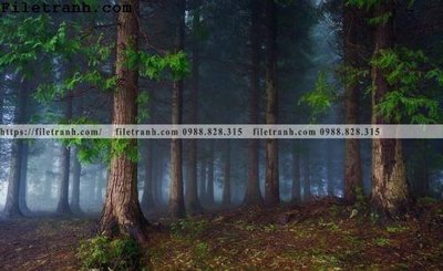 File in trần phong canh cay rung ngang 218 (file gốc) chủ đề vũ trụ