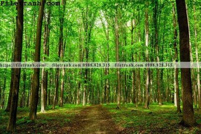 Tải file tranh gốc phong canh cay rung ngang 228 chất lượng cao