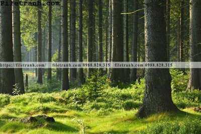File tranh phong canh cay rung ngang 232 (ảnh gốc) độc quyền
