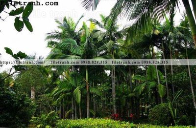 File gốc phong canh cay rung ngang 234 cho in ấn và thiết kế