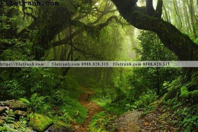 File ảnh gốc phong canh cay rung ngang 235 không vỡ nét