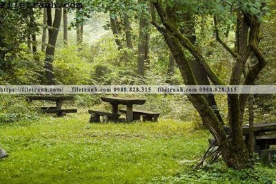 Mua file ảnh gốc phong canh cay rung ngang 239 (chất lượng cao)