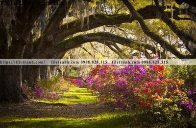 Download file gốc phong canh cay rung ngang 242 (in lụa) cao cấp