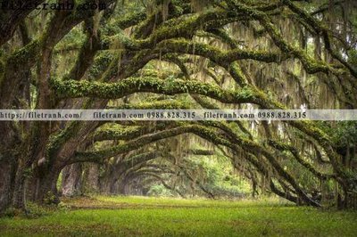 File gốc phong canh cay rung ngang 244 (vector) cho in ấn