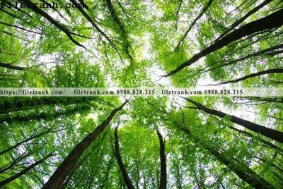 Tải file phong canh cay rung ngang 245 (ảnh gốc) in gạch men