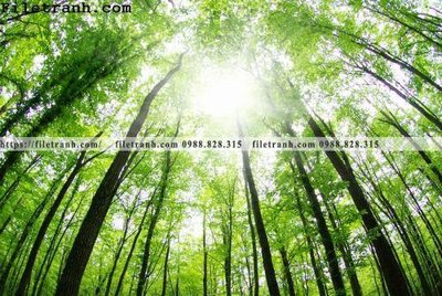 File in lụa phong canh cay rung ngang 246 (chất lượng cao) phong canh cay rung ngang 246