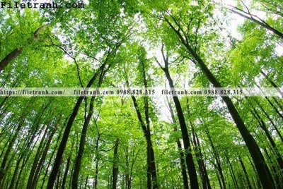 Hình ảnh file gốc phong canh cay rung ngang 247 cho in UV