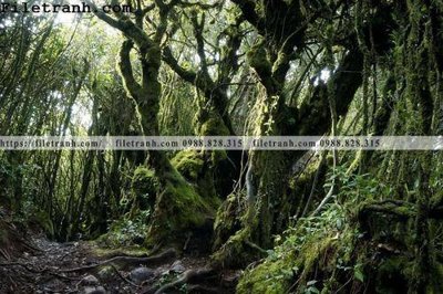 File gốc phong canh cay rung ngang 250 (trang trí) phòng trẻ em