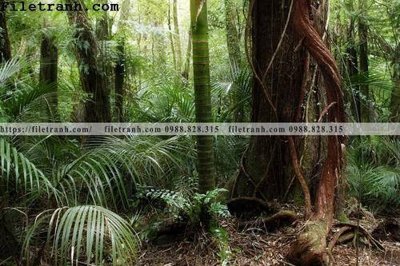 File in ấn phong canh cay rung ngang 253 (bản gốc) từ file gốc