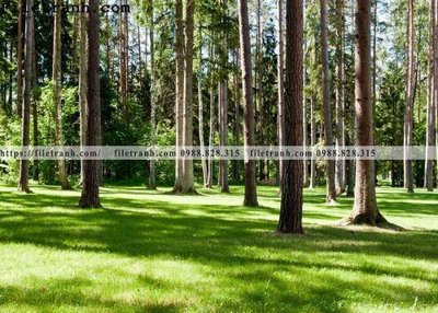 File ảnh phong canh cay rung ngang 260 (gốc) dùng in Pano